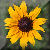 Prairie Flowers